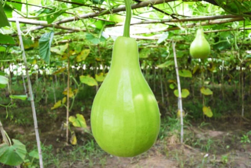 Calabaza embotellada 