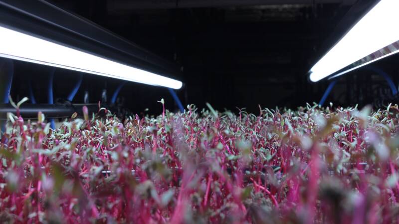Brotes de microgreens