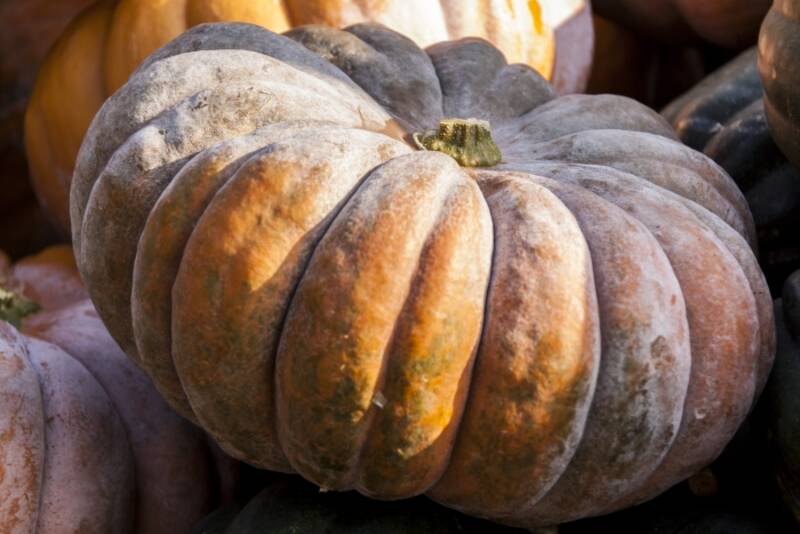 Calabaza Nuez Moscada