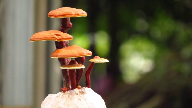 Hongo reishi