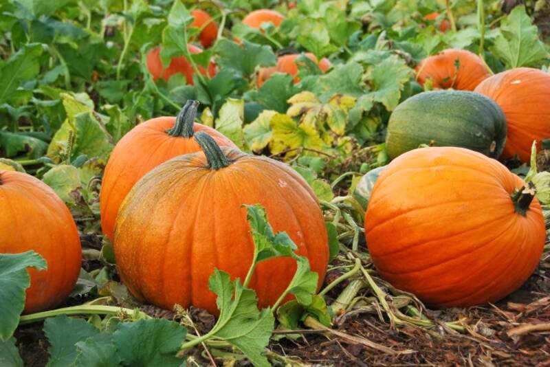 Calabaza de cien pesos