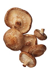 Foto de hongos shiitake.