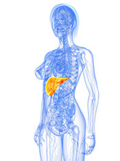 Representación de un Cuerpo Humano que Destaca el Hígado.