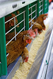Imagen de un pollo enjaulado comiendo comida comercial.