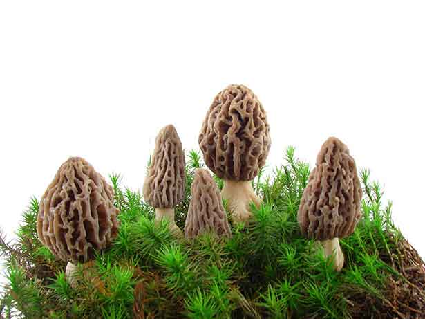 Hongos Morel que crecen en la hierba / Sucio.