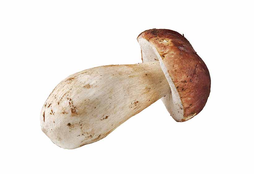 Hongo Porcini grande sobre un fondo blanco.