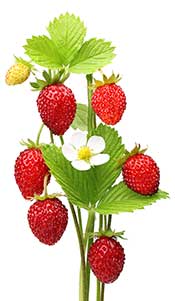 Planta de fresa silvestre con frutos y hojas.