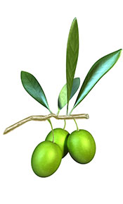 Rama de olivo con aceitunas colgantes y hojas verdes.