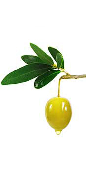 Aceituna verde verde con aceite de oliva goteando hacia atrás.