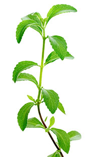 Hojas De Stevia Verdes Frescas.