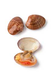 Varias almejas, algunas en sabores cerrados y algunas conchas abiertas.