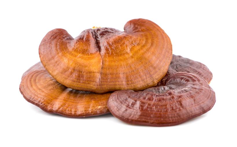 Tres Hongos Reishi Secos Grandes.