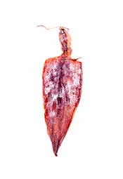 Calamar seco.