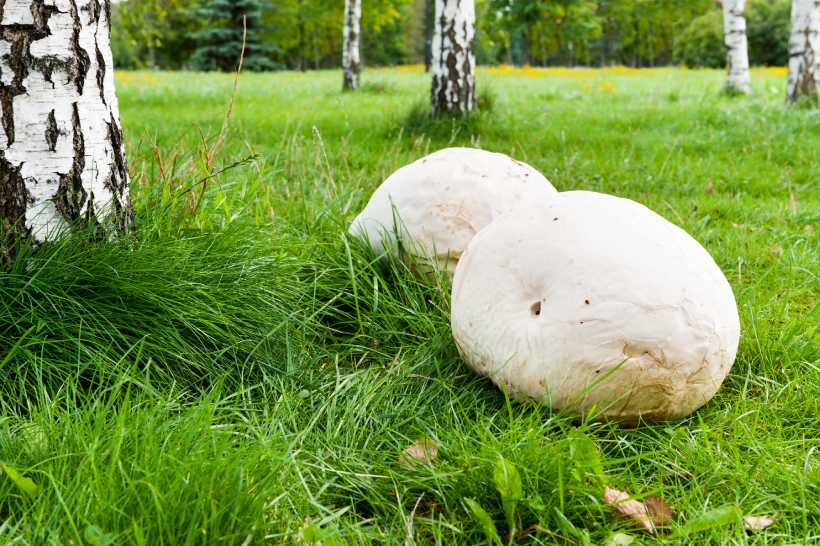 Dos Hongos De Soplo Gigante Que Crecen En Pastizales En Un Parque.