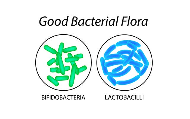 Las bacterias vocales beneficiosas en Cottage Chest - Bifidobacteria y Lactobacillus.