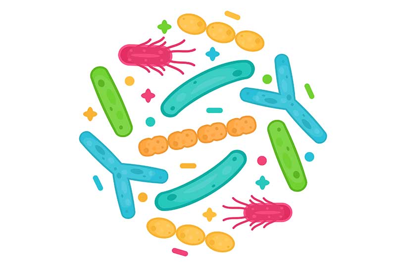 Bacterias Probióticas Beneficiosas.
