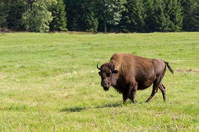Bisonte Americano (búfalo) En Pastos De Hierba.