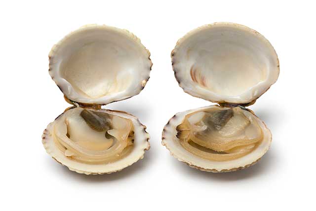 Dos Almejas Con Conchas Abiertas.