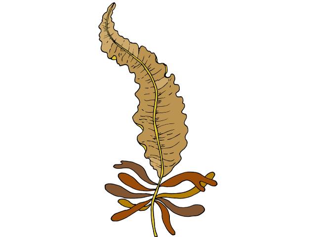 Alga Badderlocks (Alaria esculenta).