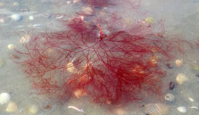 Alga Roja Ogonori (Gracilaria).