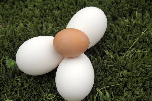 Tres huevos de ganso blancos y un huevo de gallina encima.