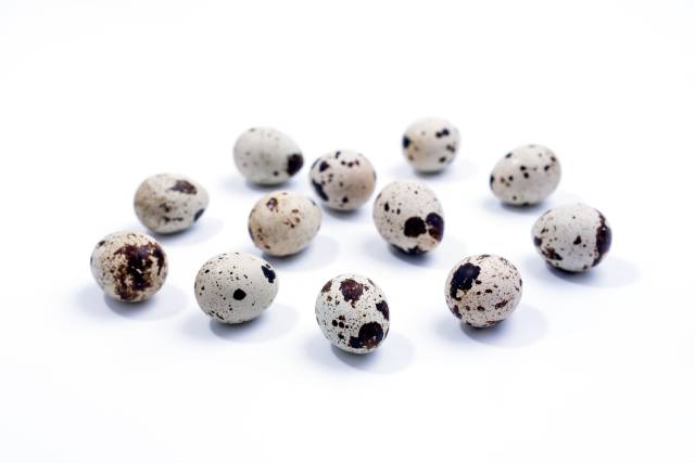 Doce pequeños huevos cortos uno al lado del otro. Conchas blancas con trucha marrón.